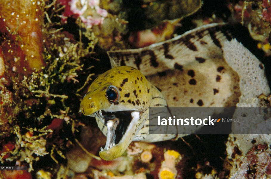 Manchas oscuras retrato de Anguila morena (Gymnothorax fimbriatus), Manado, North Sulawesi, Indonesi