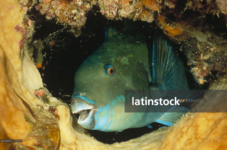 Retrato de Steephead pez loro (Scarus microrhinos), Manado, North Sulawesi, Indonesia