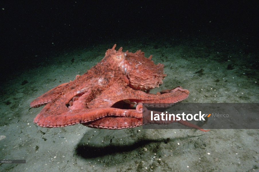 Pulpo gigante Pacífico (Enteroctopus dofleini) corriendo en el fondo del océano como forrajes para c