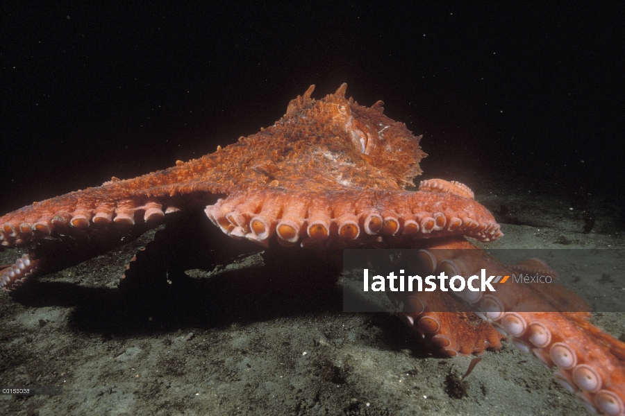 Pulpo gigante Pacífico (Enteroctopus dofleini) corriendo en el fondo del océano como forrajes para c