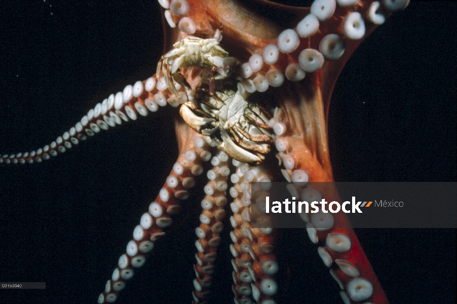 Pulpo gigante Pacífico (Enteroctopus dofleini) usando sus discos de succión para sujetar dos cangrej