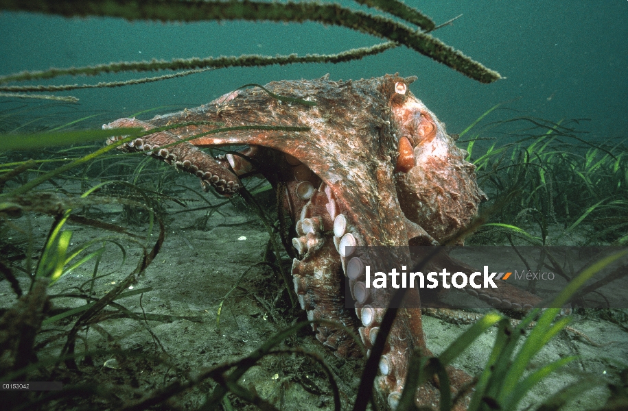 Pulpo gigante Pacífico (Enteroctopus dofleini) alimentándose en el fondo del mar en un lecho de hier