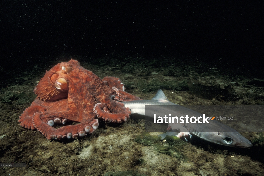 Pulpo gigante Pacífico (Enteroctopus dofleini) barrido sobre un perro azul muerto (Squalus acanthias