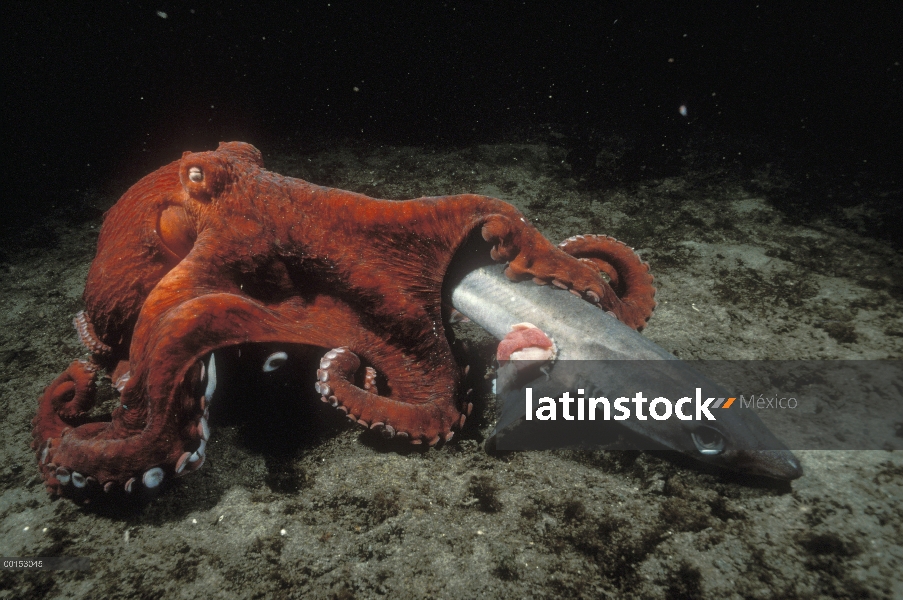 Pulpo gigante Pacífico (Enteroctopus dofleini) barrido sobre un perro azul muerto (Squalus acanthias