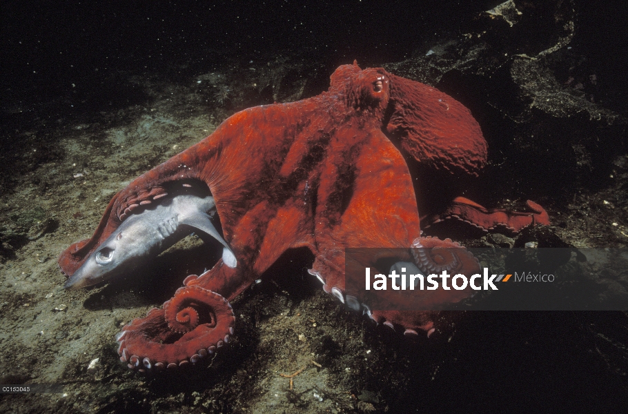 Pulpo gigante Pacífico (Enteroctopus dofleini) barrido sobre un perro azul muerto (Squalus acanthias