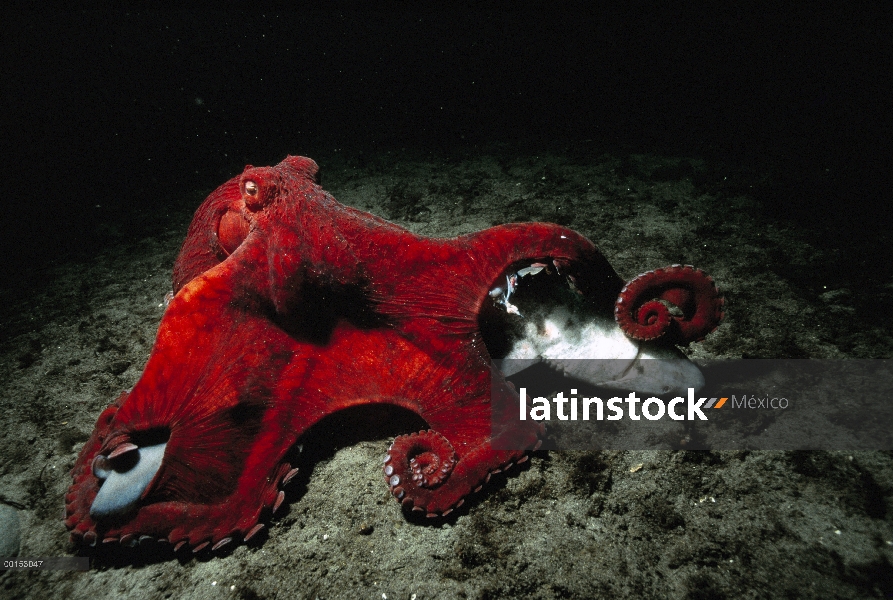 Pulpo gigante Pacífico (Enteroctopus dofleini) barrido sobre un perro azul muerto (Squalus acanthias