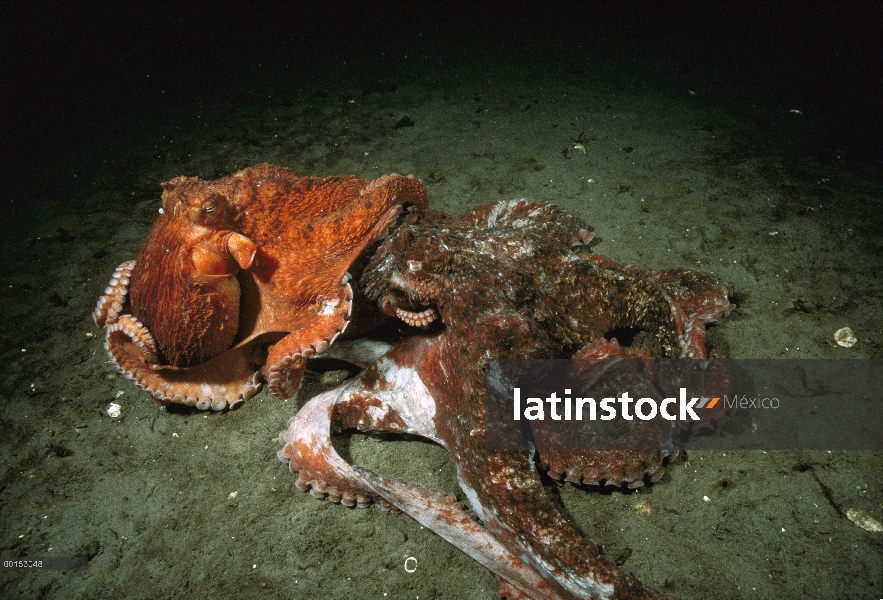 Pulpo Pacífico gigante (Enteroctopus dofleini) par acoplamiento, menor rojo macho en la parte superi