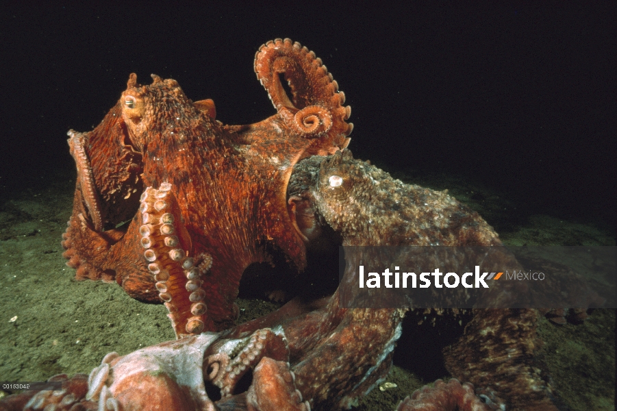 Pareja de pulpo Pacífico gigante (Enteroctopus dofleini) apareamiento, un macho rojo más pequeño enc