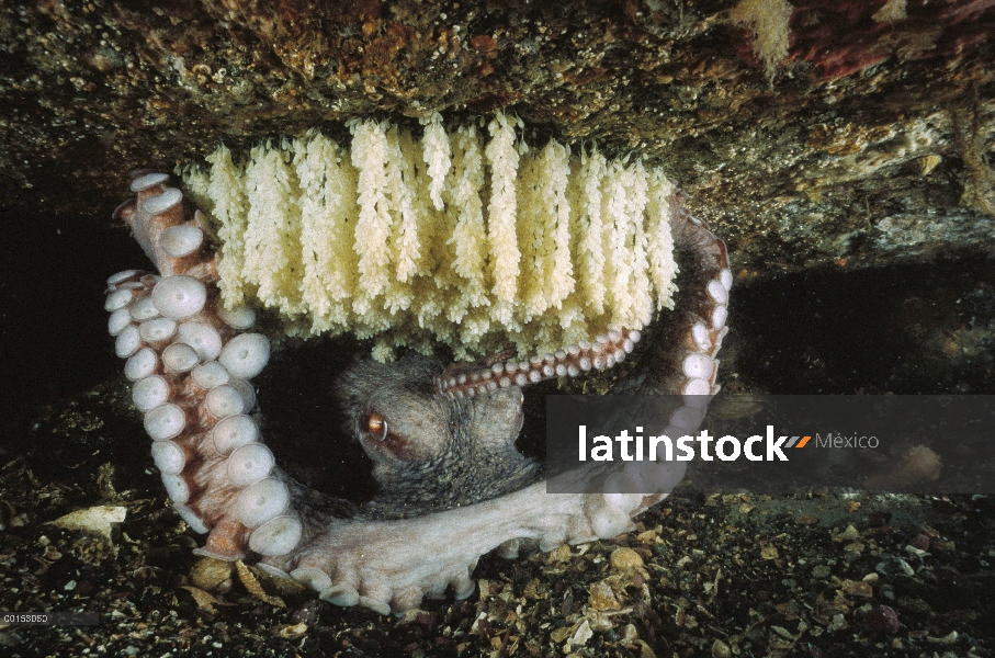 Hembra de pulpo gigante Pacífico (Enteroctopus dofleini) protegiendo sus huevos, Quadra Island, Colu