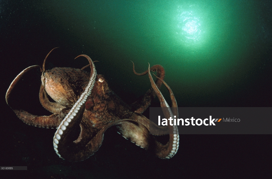 Pulpo gigante Pacífico (Enteroctopus dofleini) quema sus brazos como se instala en el fondo del océa