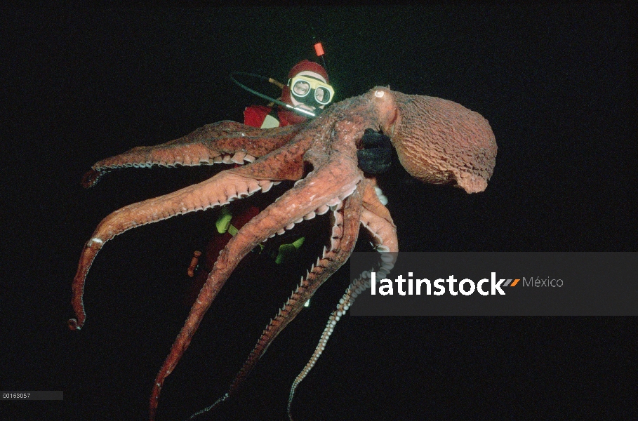 Pulpo Pacífico gigante (Enteroctopus dofleini) pesó y etiquetada para la tasa de crecimiento por el 