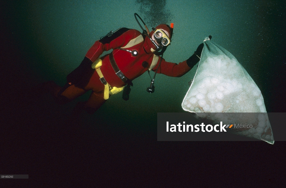 Pulpo Pacífico gigante (Enteroctopus dofleini) se pesó y etiquetada biólogo Jim Cosgrove, Columbia B