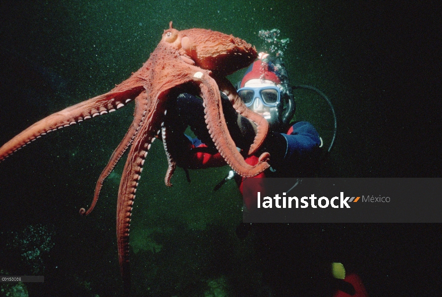 Pulpo Pacífico gigante (Enteroctopus dofleini) pesado y etiquetado rastrear la tasa de crecimiento e