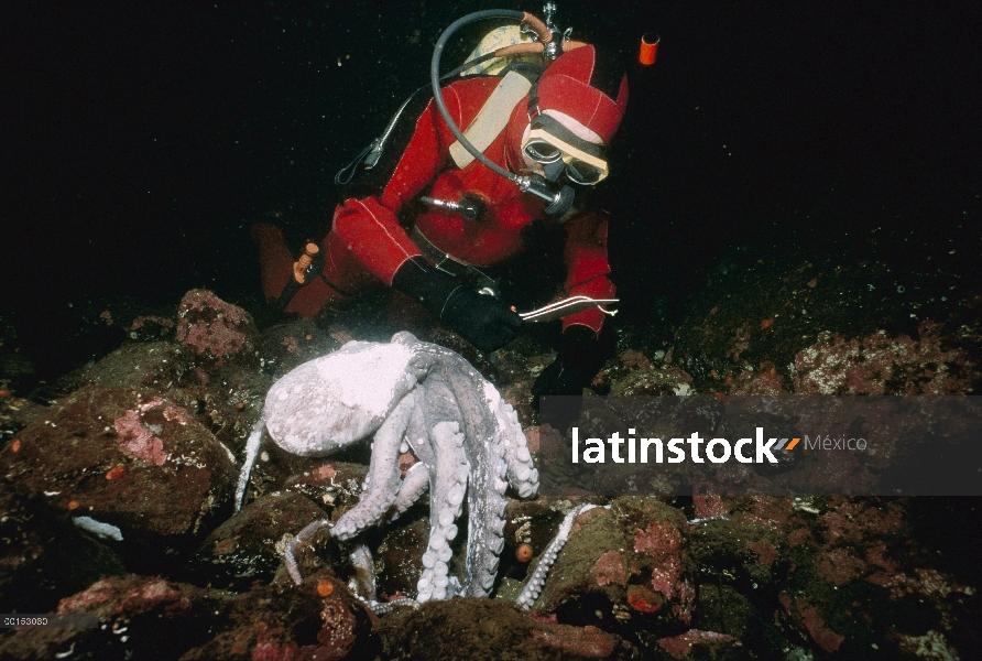 Pulpo gigante Pacífico (Enteroctopus dofleini) muerto mujer con huevos eclosionados con biólogo mari