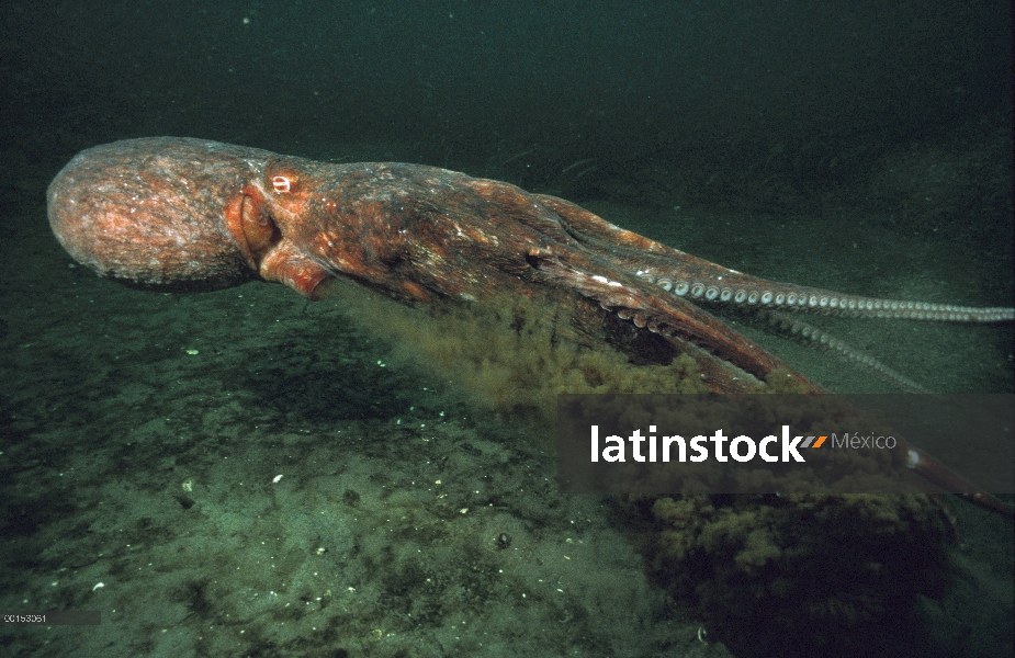 Pulpo Pacífico gigante (Enteroctopus dofleini) chorros de tinta en defensa como chorros, Quadra Isla