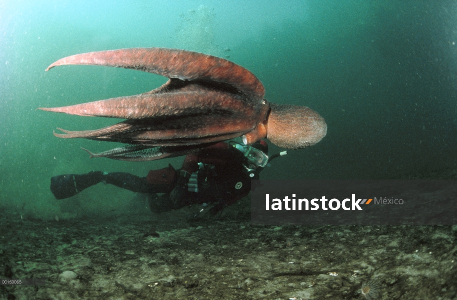 Pulpo gigante Pacífico (Enteroctopus dofleini) nadando con buzo, Quadra Island, Columbia Británica, 