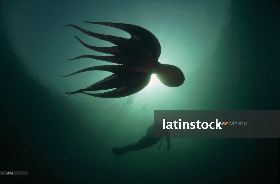 Pulpo gigante Pacífico (Enteroctopus dofleini) nadando con buzo, Quadra Island, Columbia Británica, 