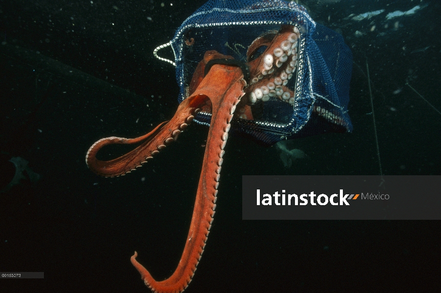 Ocho kilogramos Pacífico gigante pulpo (Enteroctopus dofleini) con el palmo de brazo de cuatro pies,