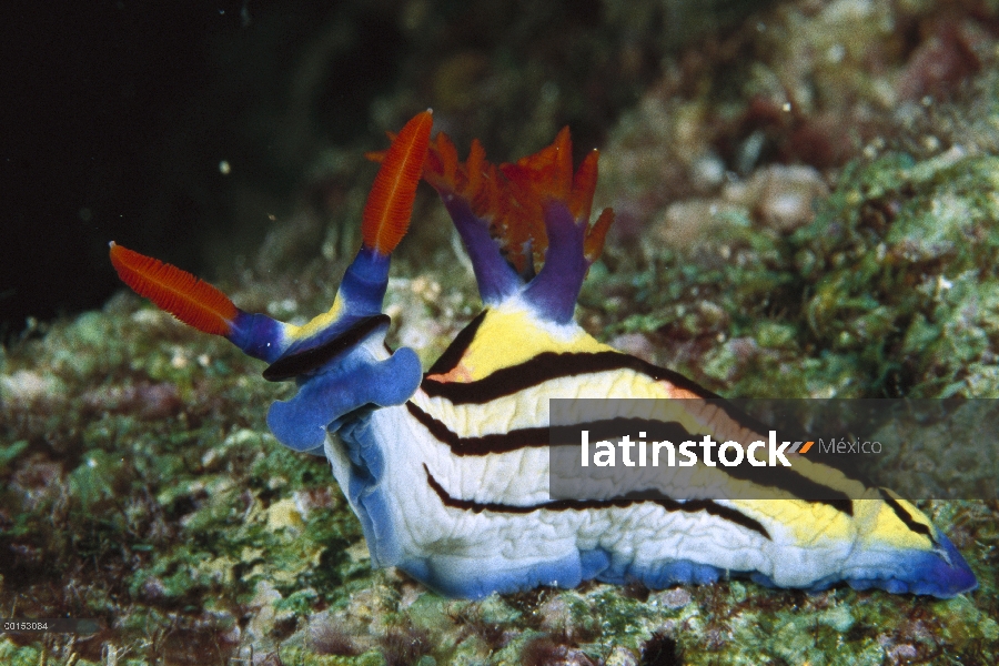 Nembrotha Nudibranquio (Nembrotha rutilans) retrato, submarina, Manado, North Sulawesi, Indonesia