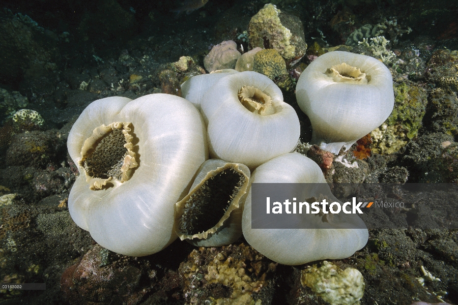 Gigante Grupo Copa seta Coral (Amplexidiscus fenestrafer), Bali, Indonesia