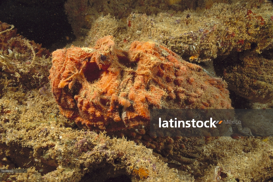 Esturine pez piedra (Synanceia horrida) camuflado en rocas, Exmouth, Australia