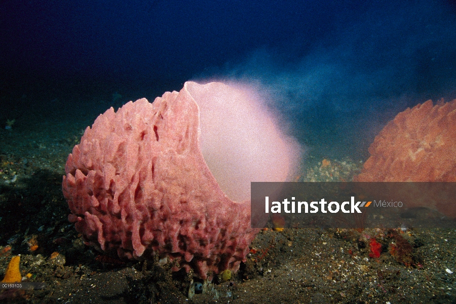 Esponja gigante de barril (Xestospongia testudinaria) desove, Bali, Indonesia