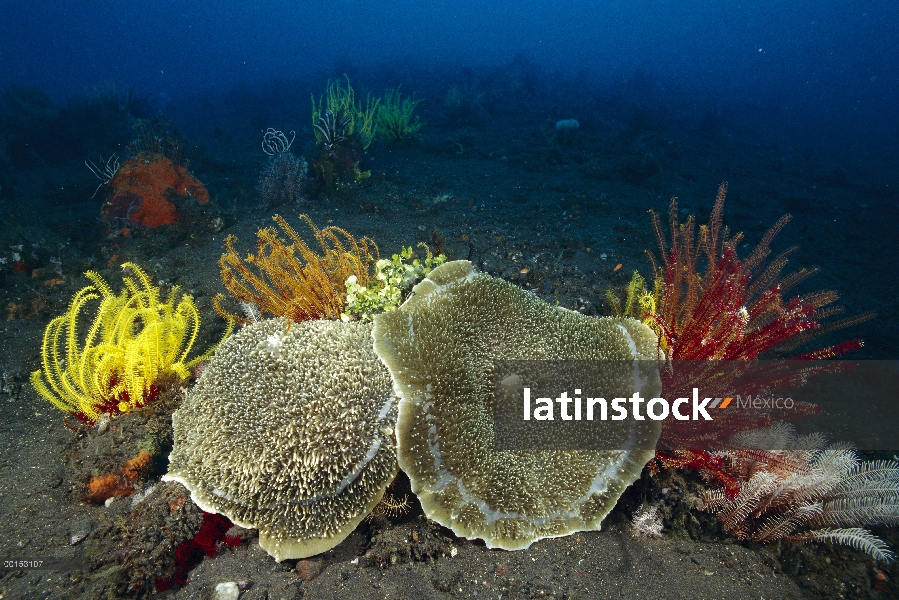 Par de Copa seta Coral (Amplexidiscus fenestrafer) gigante entre crinoideos, Bali, Indonesia