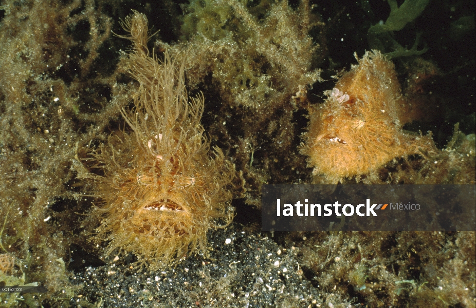 Estriado de par de pejesapo (Antennarius striatus) sentado en un grupo de algas que ayuda a ocultar 