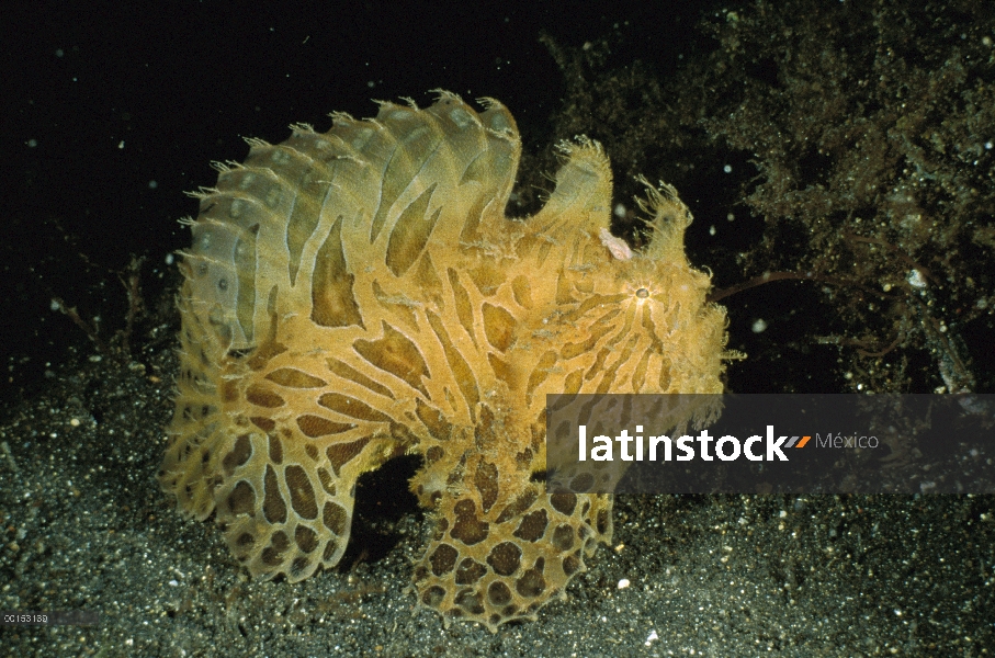 Retrato de (Antennarius striatus) pejesapo estriado contra arena negra, estrecho de Lembeh, Indonesi