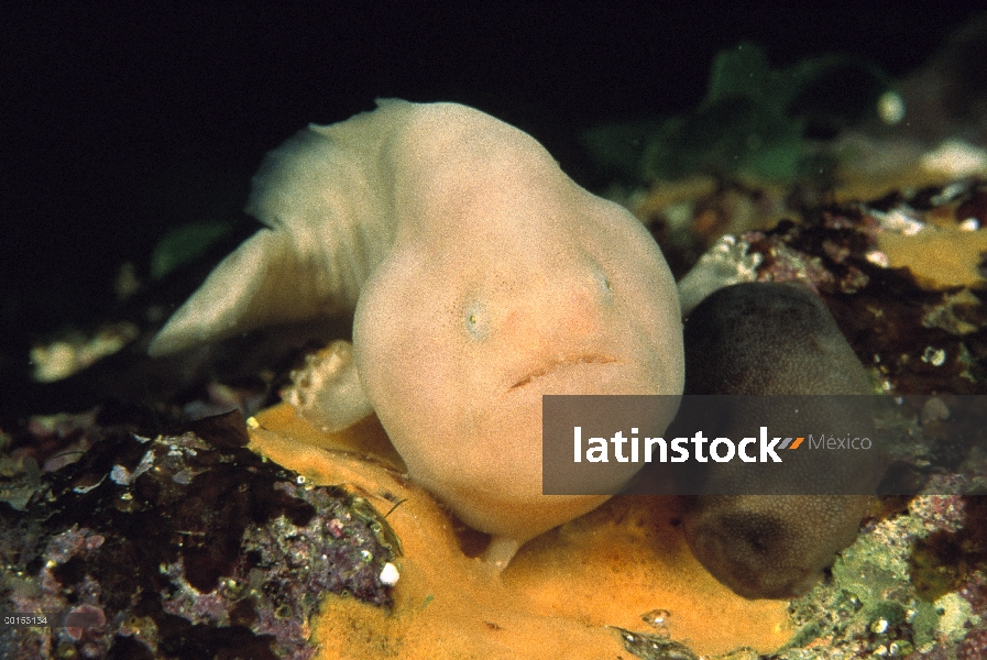 Críptico pejesapo (Histiophryne cryptacanthus) retrato, Edithburgh, Australia del sur