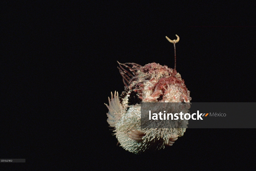 Natación de pejesapo (Rhycherus filamentosus) floqueada y mostrando claramente sus señuelos, Edithbu