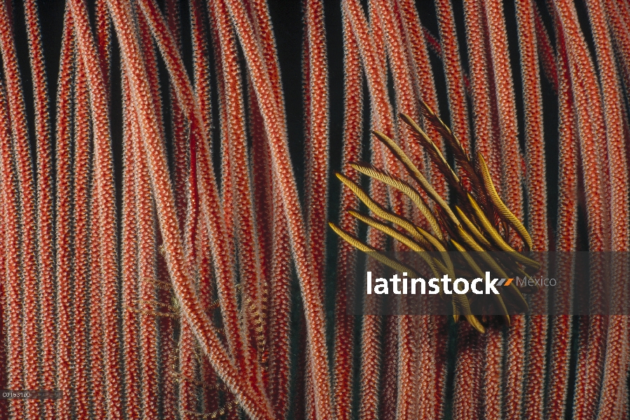 Estrella de pluma (Oxycomanthus bennetti) aferrarse a un arpa gorgonias (Ctenocella pectinata), la i