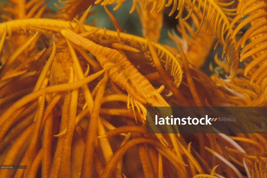 Camarón de Ambon (Periclimenes amboinensis) vive sólo en crinoideos y adapta su color para que coinc