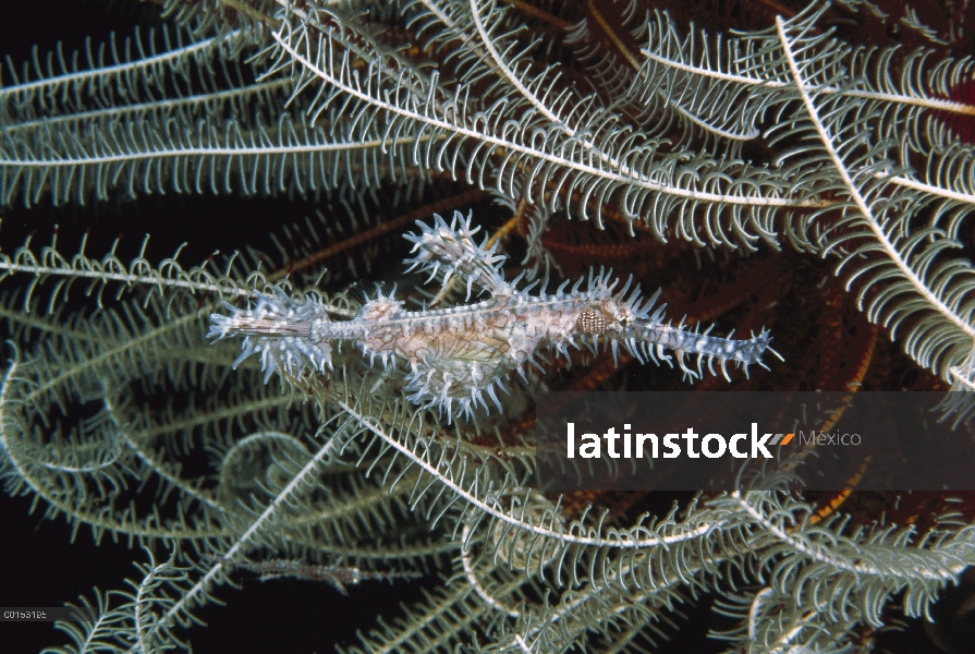 Arlequín fantasma peces trompeta (Solenostomus paradoxus) escondido entre los brazos de un crinoideo