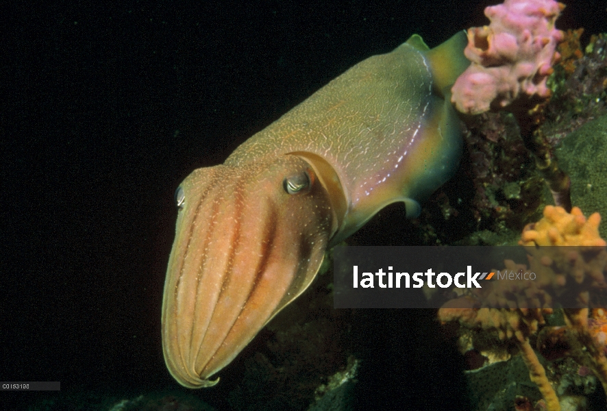 Sepia gigante australiano (Sepia apama) nadando algunas ascidias de pecíolo, su piel es de color rel