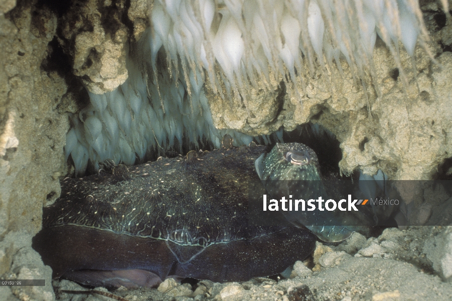 Den de sepia gigante australiano (Sepia apama) con macho residente y varios lotes de huevos, Edithbu