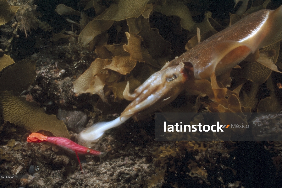 Sepia gigante australiano (Sepia apama) disparos a sus tentáculos hacia fuera para agarrar una pesca