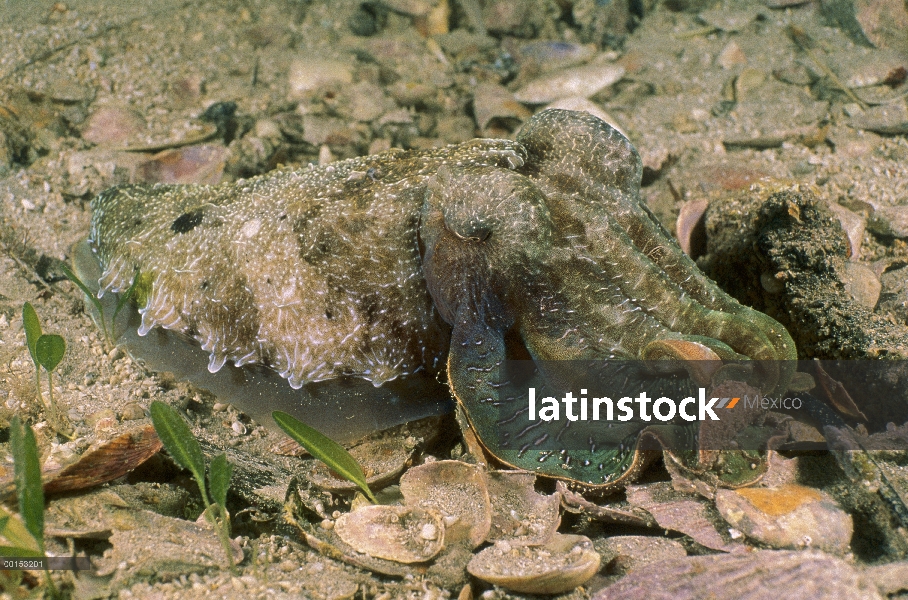 Hombre australiano gigante sepia (Sepia apama), que acaba de perder un enfrentamiento con un rival, 