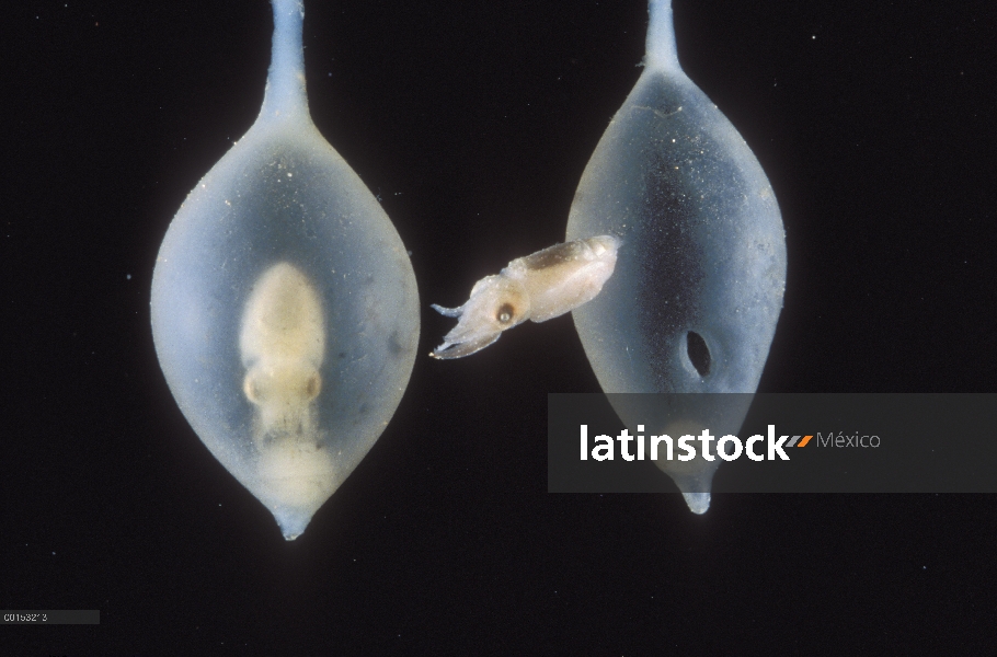 Tortuguita de sepia gigante australiano (Sepia apama) nadar más allá del huevo de un hermano eclosio