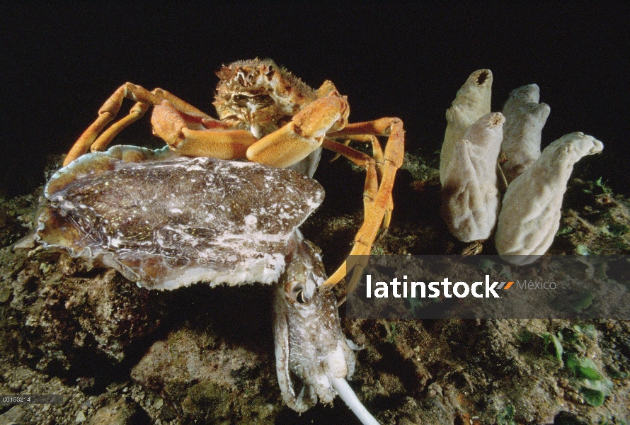 Gran araña cangrejo rebuscar en una sepia gigante australiano (Sepia apama) que ha muerto después de