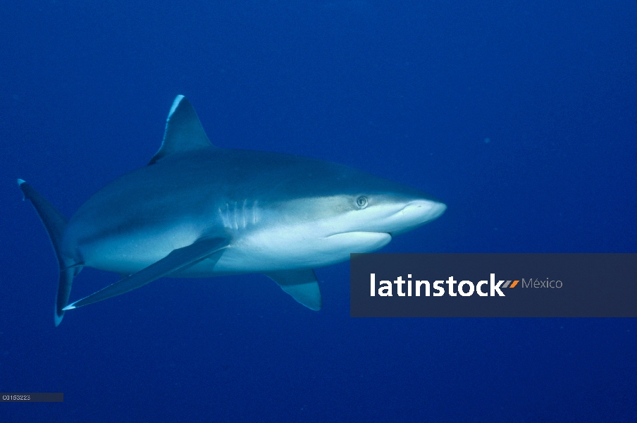 Retrato submarino plata-tip Shark (Carcharhinus albimarginatus), mar de Andamán, Birmania