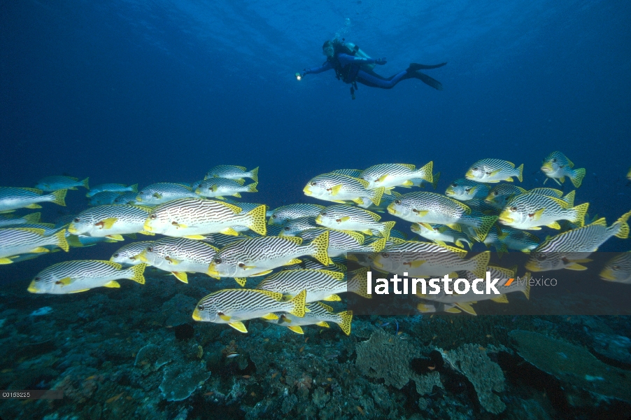 Banda diagonal escuela Sweetlips (Plectorhinchus lineatus), Loloata Resort, Papua Nueva Guinea