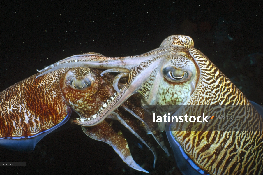 Faraón jibias (Sepia pharaonis) apareamiento a par, mar de Andamán, Birmania