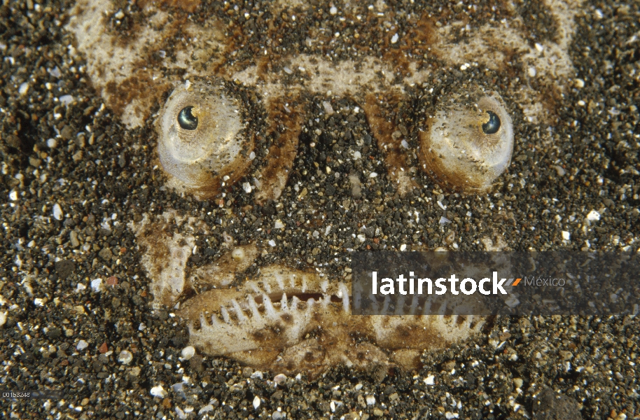 Whitemargin Stargazer (Uranoscopus sulphureus) mentira enterrada en la arena donde espera para embos