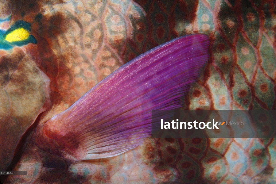 Pectorales de pez loro (Scarus Níger) de tez morena, mar de Andamán, Tailandia