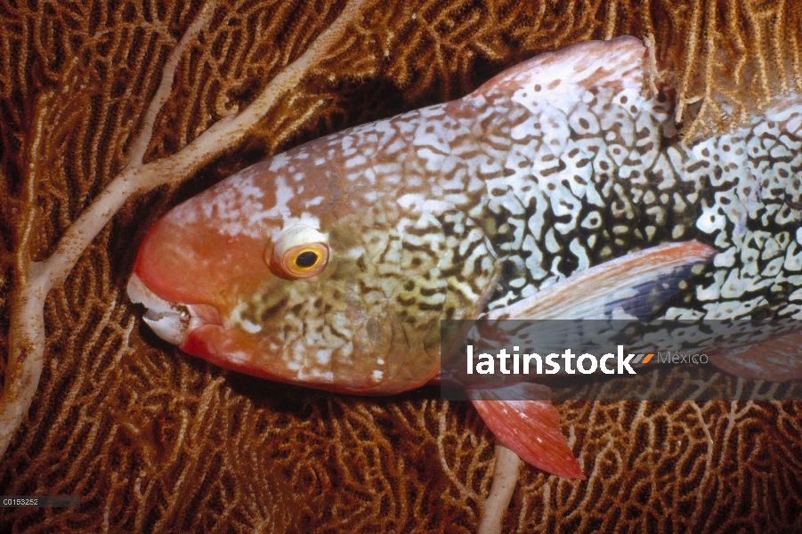 Mujer Redlip pez loro (Scarus rubroviolaceus), dormir en un admirador de mar gorgonia en la noche, m