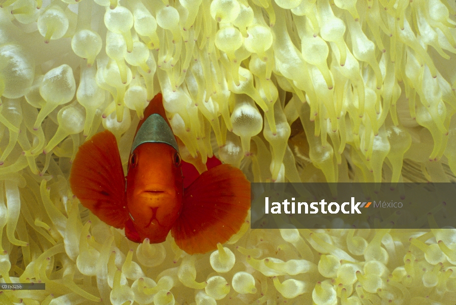 Columna vertebral-mejilla anémona (Premnas biaculeatus) viven en un tentáculo mar anémona (Entacmaea