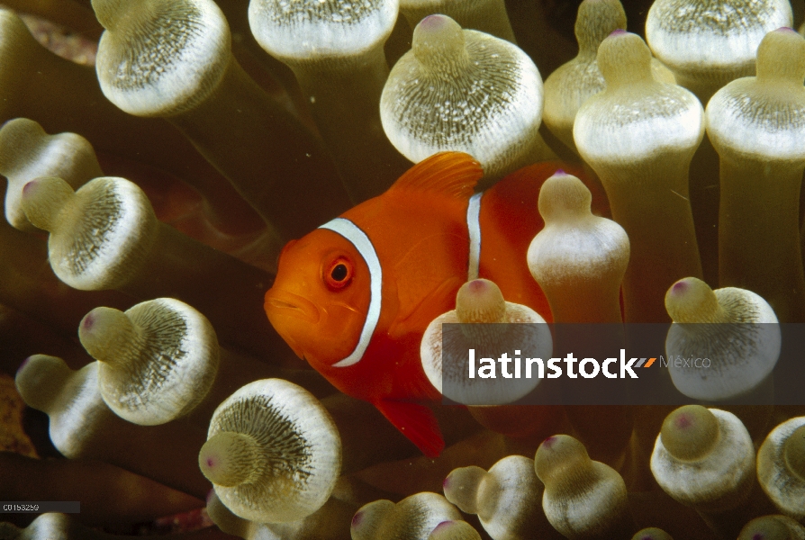 Columna vertebral-mejilla anémona (Premnas biaculeatus) viviendo en un mar de tentáculos de anémona 