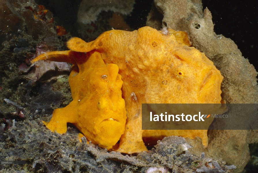 Par de pejesapo (Antennarius pictus) pintado, estrecho de Lembeh, Indonesia