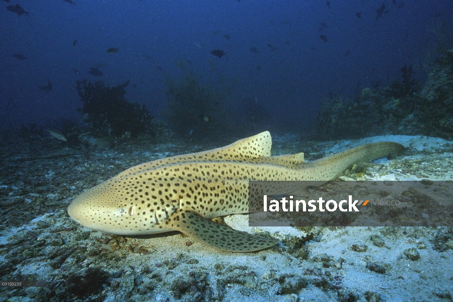 Tiburón cebra (Stegostoma fasciatum), mar de Andamán, Tailandia